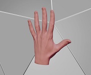 3d модели рук